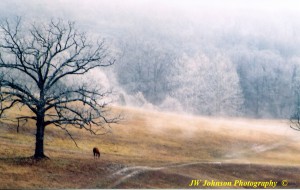 Horse Under Icy Tree