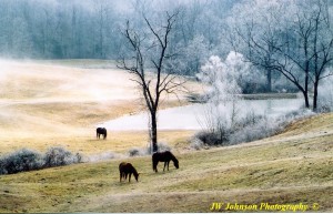 Horses Graze Among Ice