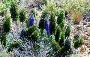 Blue Flowers on Hillside