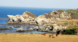 Cattle Near Coast