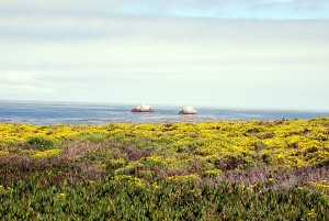 Flowered Coastline Monterey