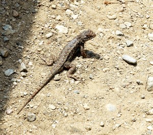 Lizard in Trail