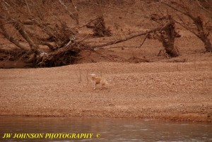 Border Collie Stranded On Island Feb 4th