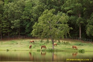 Horses Graze near Lake