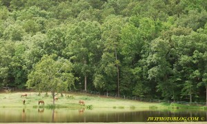 Horses Near Lake Close to Hot Springs