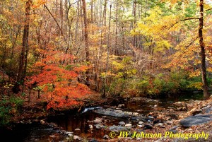 Gulpa Gorge Creek Nov 2010