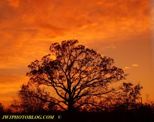 Tree Silhouette