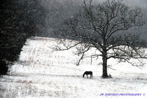 Horse By Tree HC