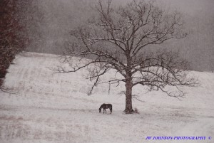 Horse Feeds Under Tree