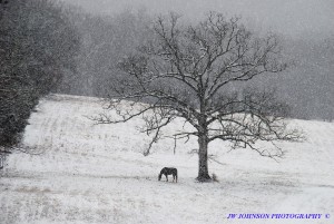 Horse Feeds Under Tree in Snowfall