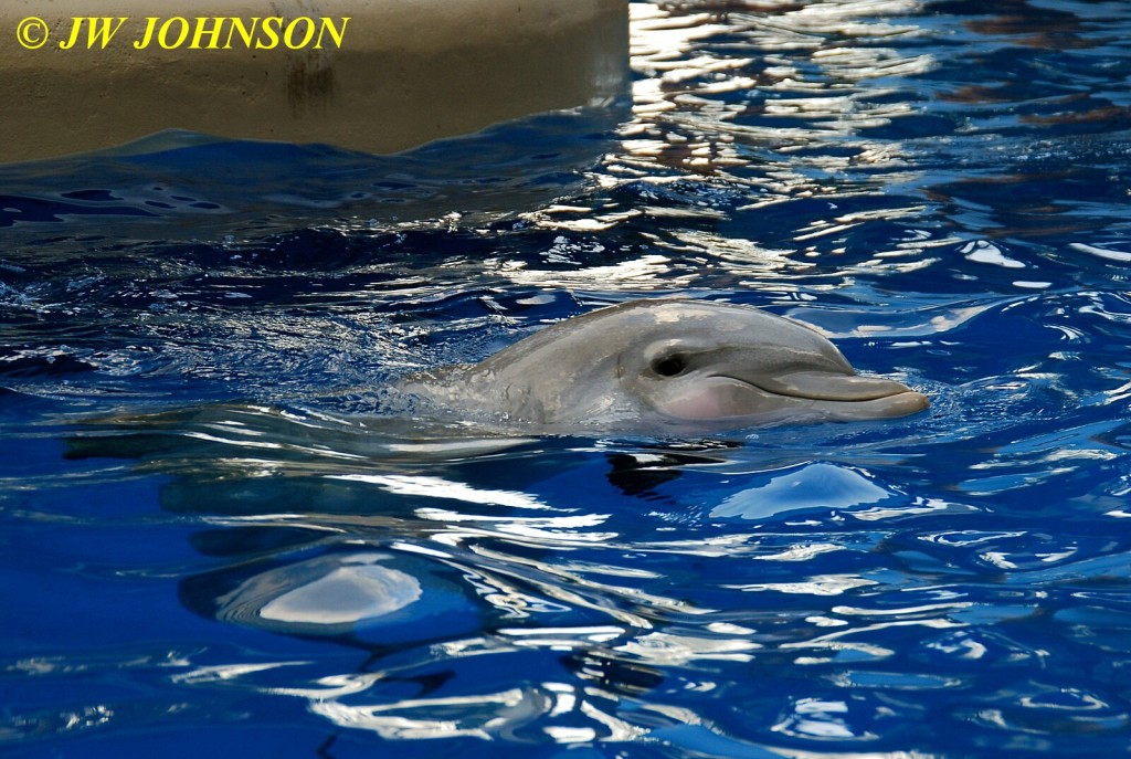 Dolphins at SeaWorld