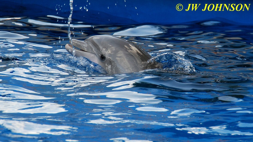 Dolphins at SeaWorld 5