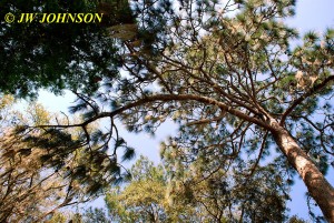 Moss Hanging From Pine Tree