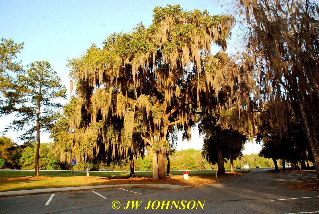 Spanish Moss Laden Tree in Georgia