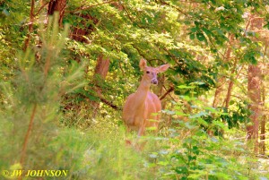 119 Doe Roadside in Woods