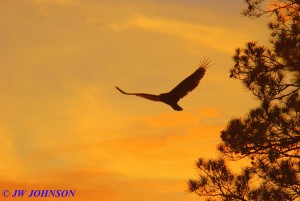 12 Buzzard At Sunset