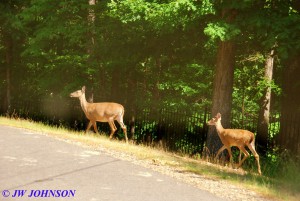 121 Doe and Fawn Harbor East