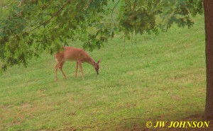 36 Doe Feeding