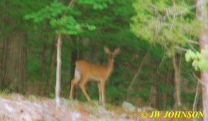 37 Doe At Top of Bluff