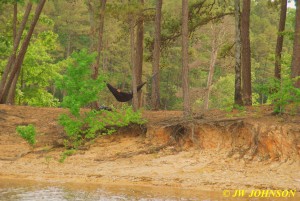 71 Guy Sleeps in Hammock on Island