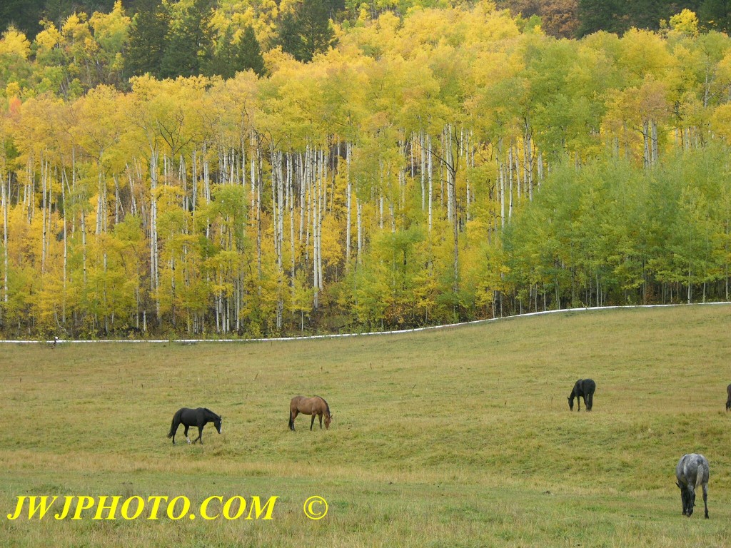 Aspen grove horses-1