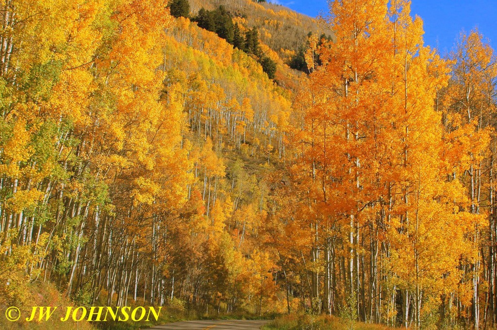 Aspens Road to Bear Lake