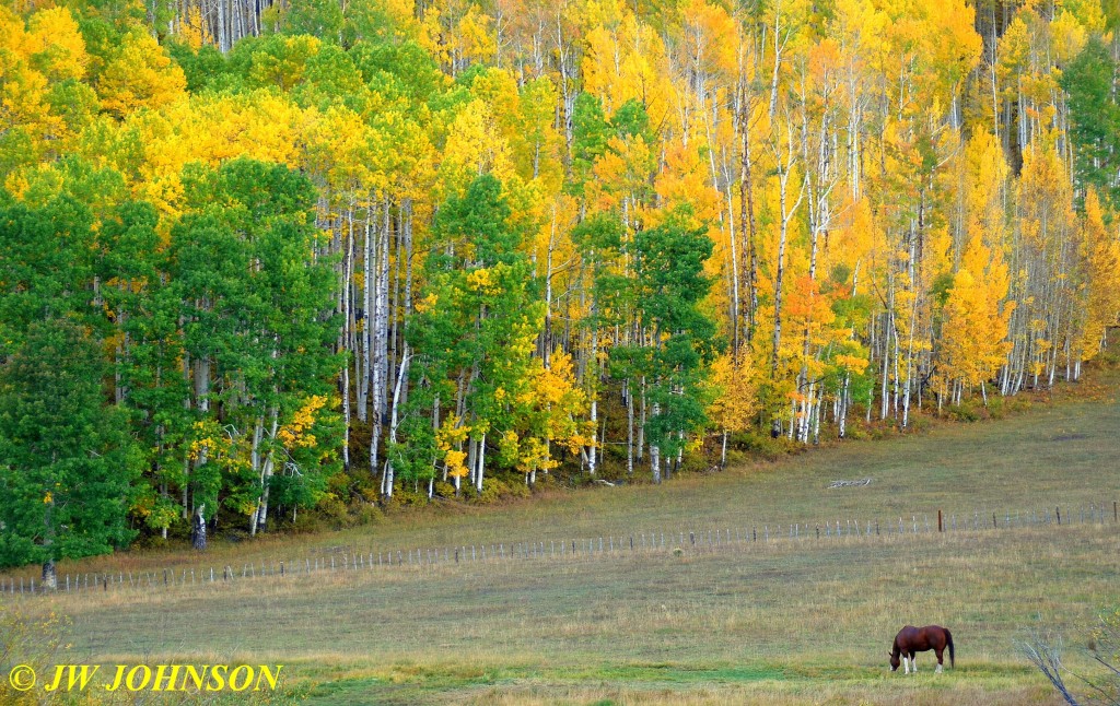 Aspens and Horse Durango