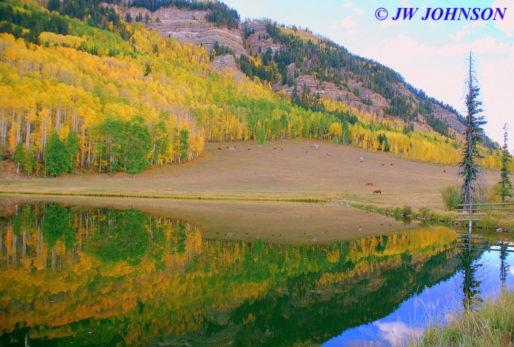 Aspens and Horses Near Durango