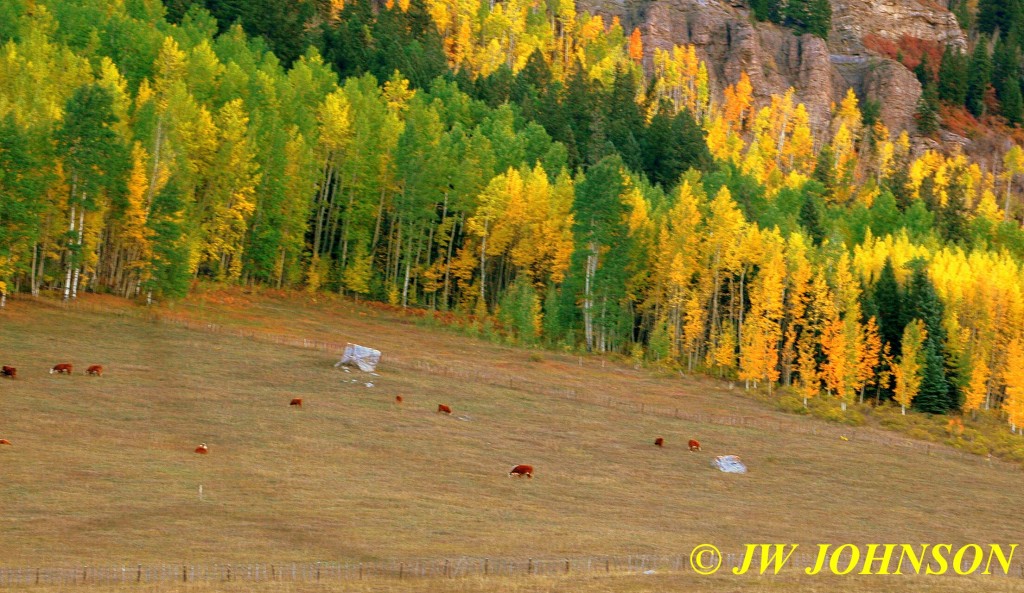 Aspens and Reflections Durango Area 8