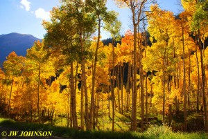 Backlit Aspens Maroon Creek