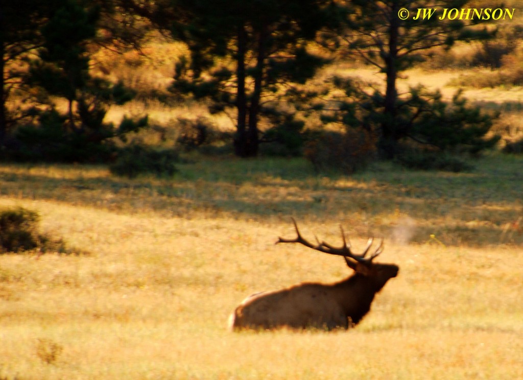 Bull Elk Bugling