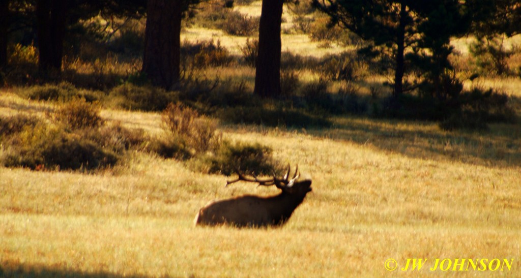 Bull Elk Bugling 2