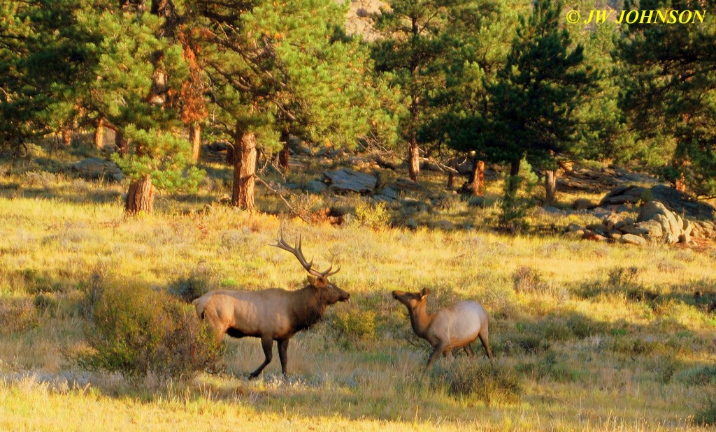 Bull Elk Chases Female Cow