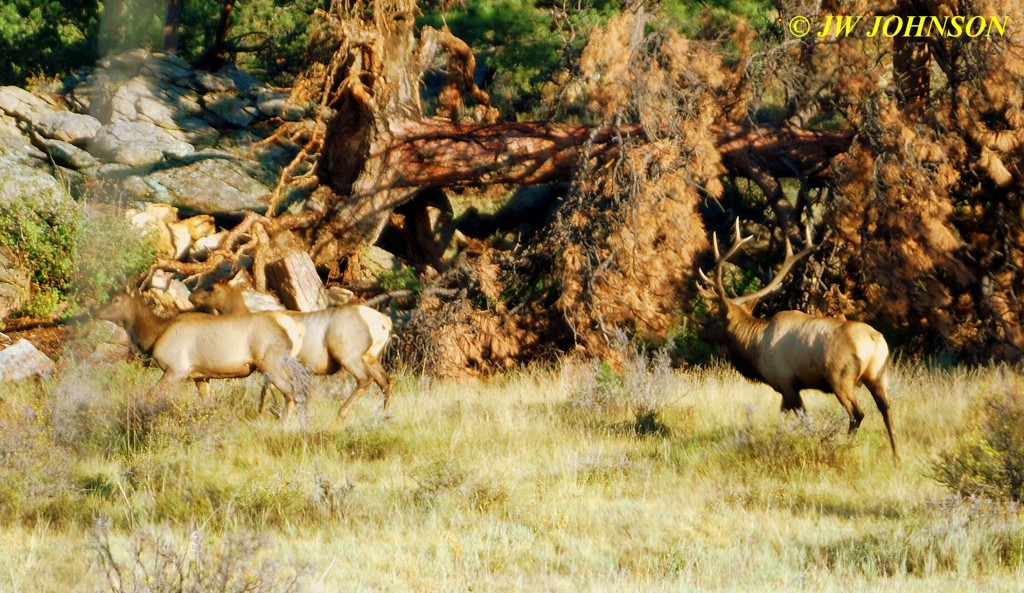 Bull Elk Escorts Two Ladies