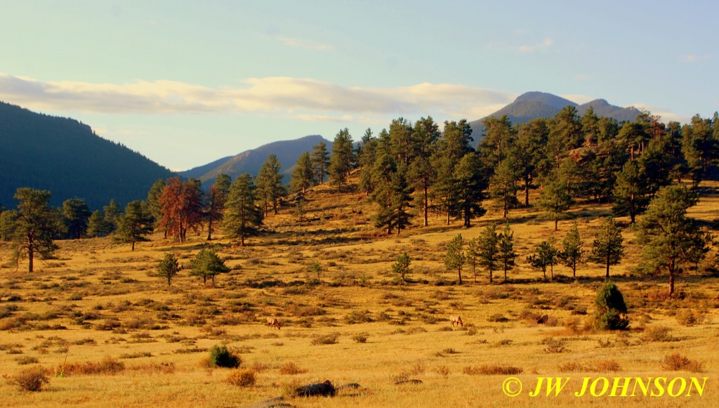 Bull Elk Graze in Meadow RMNP