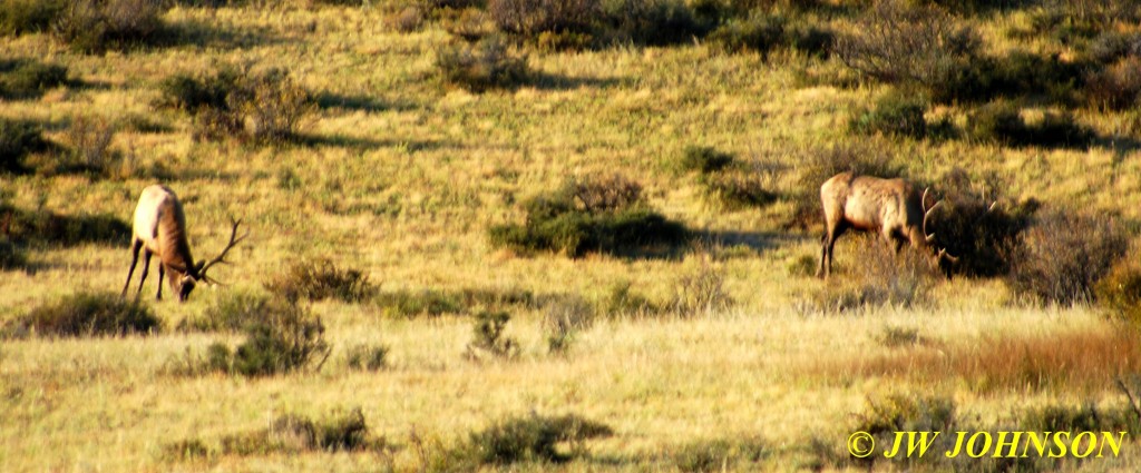 Bull Elk Grazing in Meadow