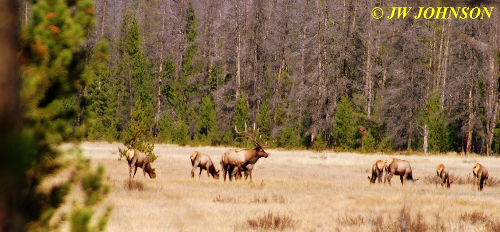 Bull Elk and Herd of Cows RMNP West