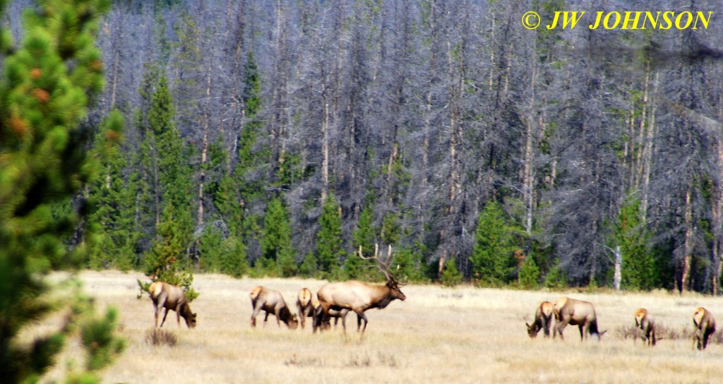 Bull Elk and Herd of Cows RMNP West 2