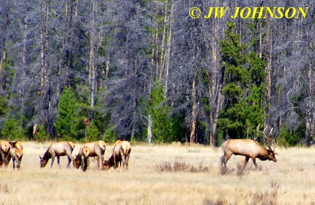 Bull Elk and Herd of Cows RMNP West 4A