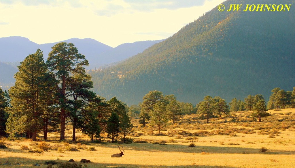 Bull Elk in Meadow RMNP