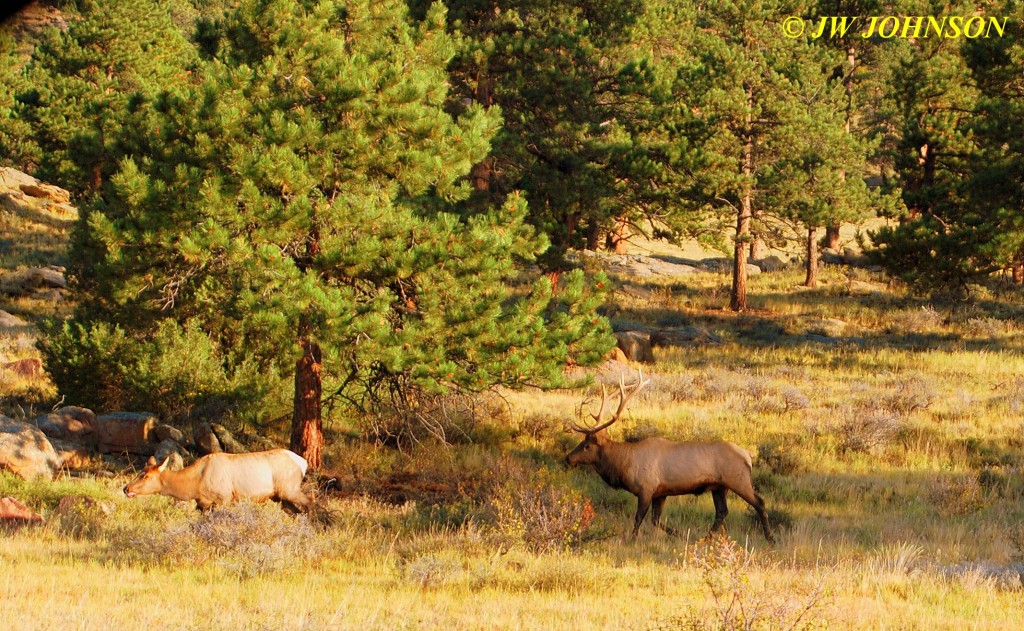 Bull Elk  on the Hunt