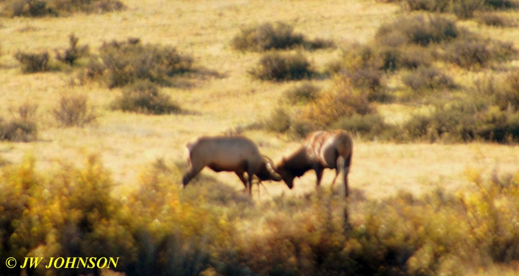 Bulls Sparring in Field