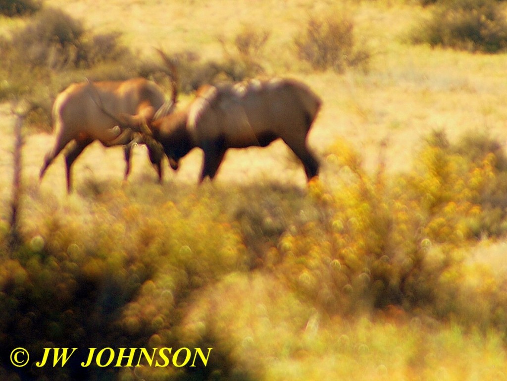 Bulls Sparring in Field 2