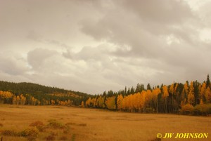 Roadside Meadow Peak to Peak Hwy