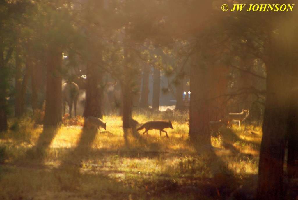 Wolves Near Elk RMNP 4