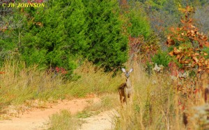 Doe Down Side Road Viburnum