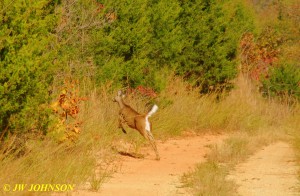 Doe Jumps Into Woods Viburnum