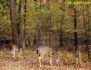 Deer Feeding on North Drive