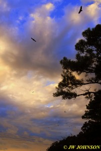 Start of Sunset 1106 Vultures Flying 2W