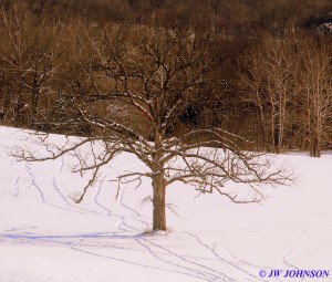 Hughes Ford Rd Tree 0106